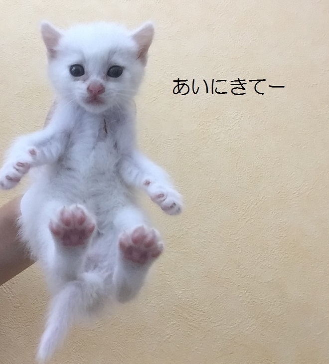 ikedakoneko2.jpg